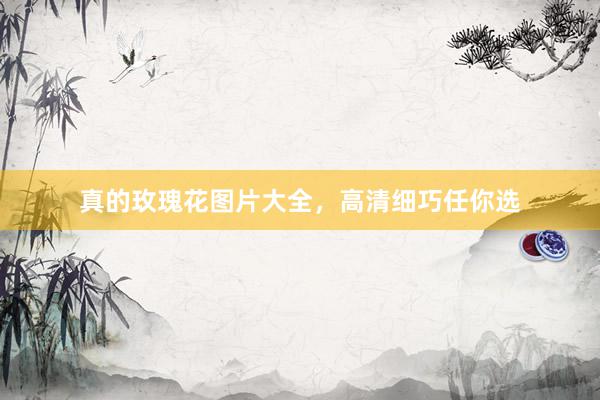 真的玫瑰花图片大全，高清细巧任你选